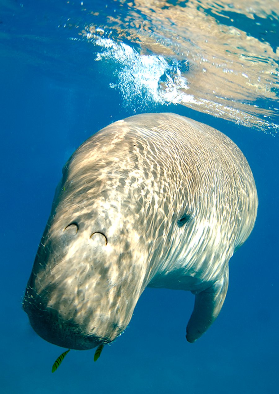Dugong